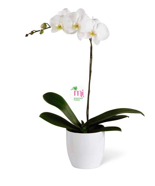 ORQUIDEA BLANCA 